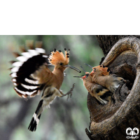 گونه هدهد Eurasian Hoopoe